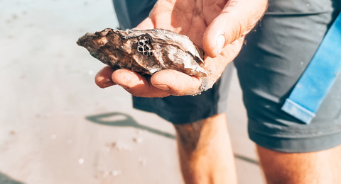 Wattwanderung Wattwanderung Schillig