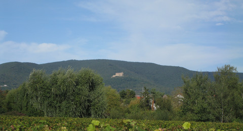 Blücher Rundweg Kirrweiler © Christian Bohr, Bildarchiv Südliche Weinstrasse e.V.