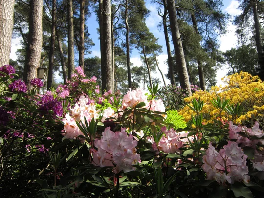 Hobbie Rhododendron Park in Westerstede