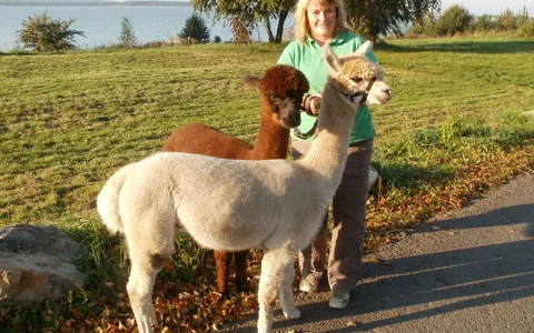 Wandern mit Alpakas am Geierswalder See Gästeführerin Cornelia Schnippa mit ihren Alpakas vor dem Geierswalder See