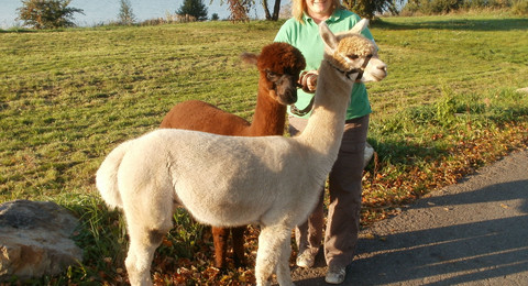 Gästeführerin Cornelia Schnippa mit ihren Alpakas vor dem Geierswalder See