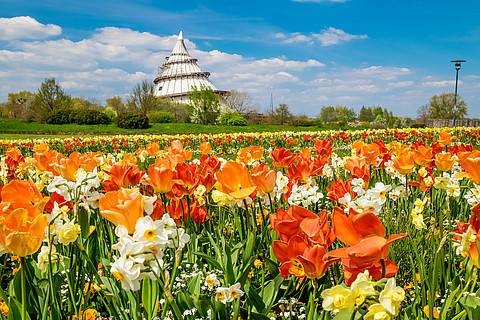 Elbauenpark mit Jahrtausendturm und Blumenwiese