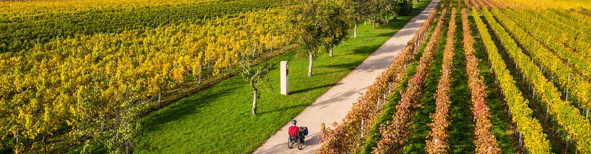 Mit dem Handbike unterwegs auf dem biblischen Weinpfad zu Kirrweiler. © Dominik Ketz, Pfalz Touristik e.V. Mit dem Handbike unterwegs auf dem biblischen Weinpfad zu Kirrweiler.
