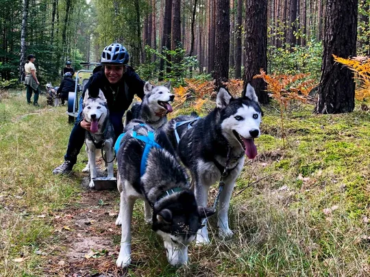 Mit dem Husky-Gespann geht es über breite Wald- und Feldwege durch den Frankendorfer Forst. Mit dem Husky-Gespann geht es über breite Wald- und Feldwege durch den Frankendorfer Forst.