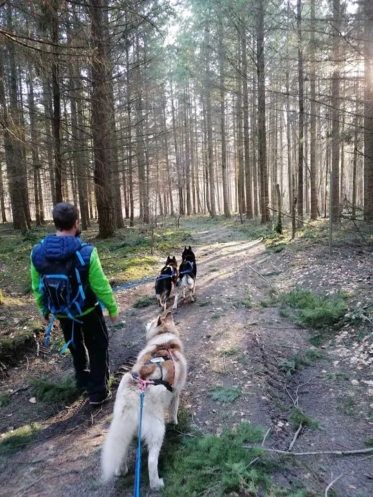 Im Ruppiner Seenland geht es auf Touren mit Siberian Huskys. Im Ruppiner Seenland geht es auf Touren mit Siberian Huskys.