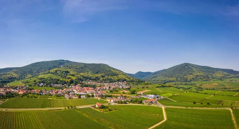 Panorama: Blick auf die Weinberge der Südlichen Weinstraße