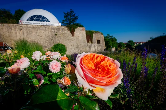 Rosen im Festungsgraben der Zitadelle Petersberg auf der BUGA 2021. Rosen im Festungsgraben der Zitadelle Petersberg auf der BUGA 2021.