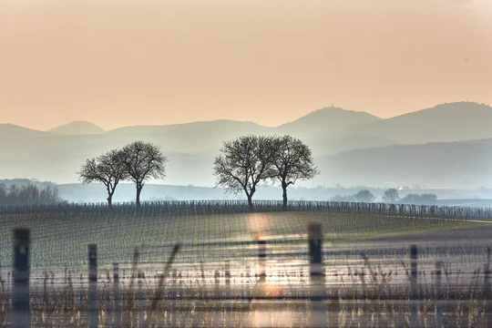 Im Winter zaubern Nebel und Sonne eine romantische Stimmung im Weinberg an der Südlichen Weinstraße. Im Winter zaubern Nebel und Sonne eine romantische Stimmung im Weinberg an der Südlichen Weinstraße.