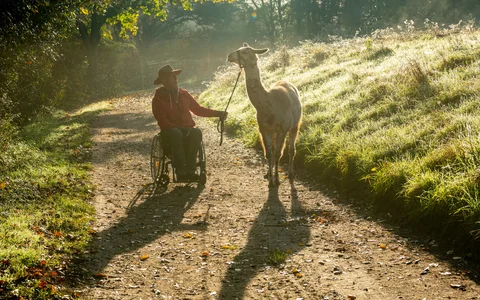 Rollstuhlfahrer bei einer Lama-Wanderung