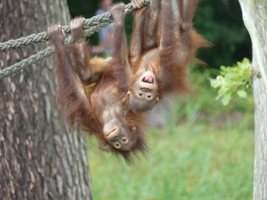  Im barrierefreien Zoo Rostock sind auch Orang-Utans zu Hause.
