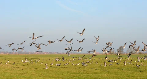 Jährlich locken die Zugvogeltage nach Ostfriesland.