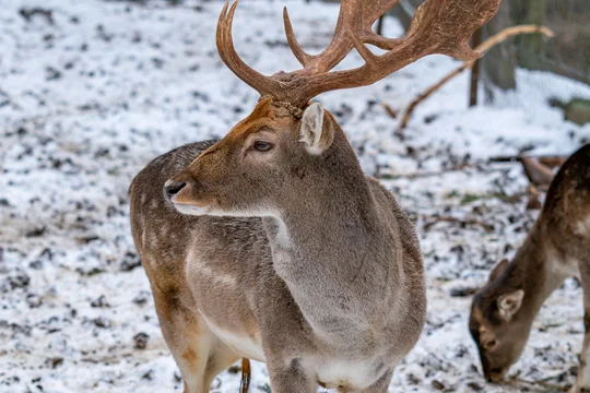 Wildbegegnung beim Winterwandern auf dem Blättersbergweg Rhodt, Foto: Südliche Weinstrasse e.V., Thorsten Günthert Reh in Winterlandschaft