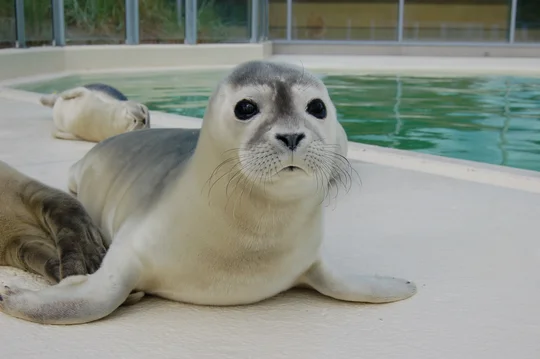 Die Heuler sind die Besucherlieblinge in der Seehundstation Norden/Norddeich.