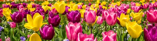 Große Tulpenschau im Elbauenpark Magdeburg. Große Tulpenschau im Elbauenpark Magdeburg.