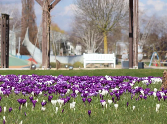 Krokusse blühen im Schlosspark Oranienburg im Frühling. Krokusse blühen im Schlosspark Oranienburg im Frühling.