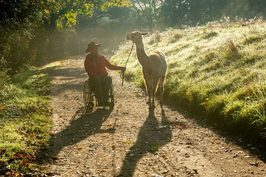 Die Pfalz-Lamas begleiten Rollstuhlfahrer auf Wanderungen. Die Pfalz-Lamas begleiten Rollstuhlfahrer auf Wanderungen.