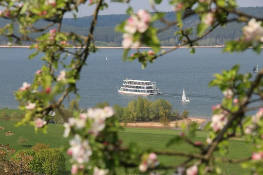 MS Brombachsee mit Kirschblüte Blühender Kirschbaum mit Fahrgastschiff auf Brombachsee im Hintergrund