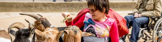 Im Streichelgehege des Zoos Magdeburg kommen Rollifahrer Ziegen ganz nah. Im Streichelgehege des Zoos Magdeburg kommen Rollifahrer Ziegen ganz nah.