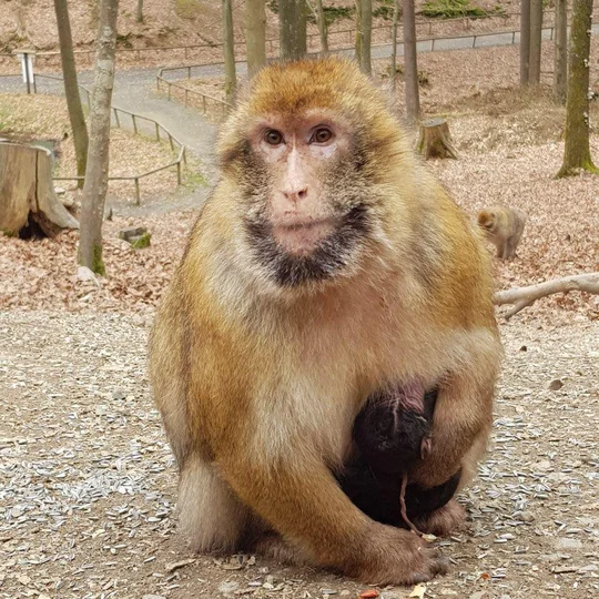 Affe im Wild- und Erlebnispark Daun