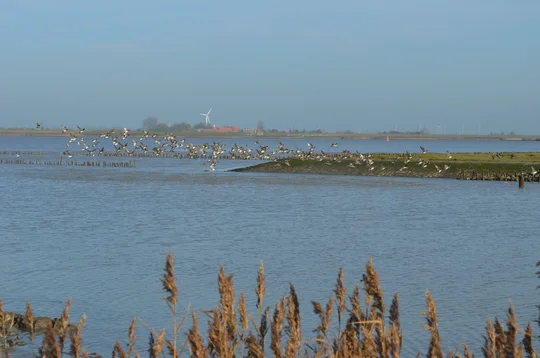 Zugvögel an der Ems in Pogum