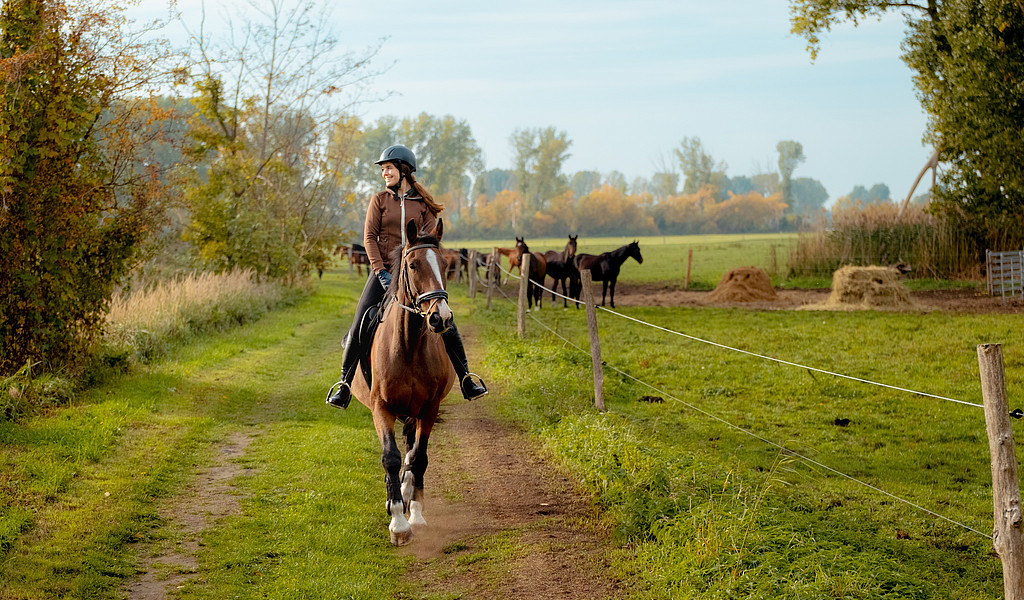 Ausritt © Yannic Schuster, Cineastik Filmproduktion, Gefördert aus Mitteln des Bundes und des Landes Brandenburg im Rahmen der Gemeinschaftsaufgabe: „Verbesserung der regionalen Wirtschaftsstruktur“ – GRW-Infrastruktur" Eine Person reitet auf einem Pferd, im Hintergrund Koppel und weitere Pferde