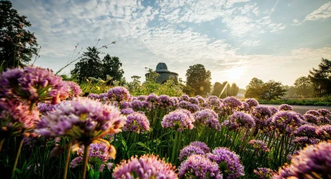 Alliumblüte im egapark Erfurt Alliumblüte im egapark Erfurt