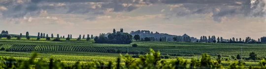 Weinbergspanorama an der Südlichen Weinstraße. Weinbergspanorama an der Südlichen Weinstraße.