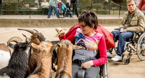 Im Streichelgehege des Zoos Magdeburg kommen Rollifahrer Ziegen ganz nah. Im Streichelgehege des Zoos Magdeburg kommen Rollifahrer Ziegen ganz nah.