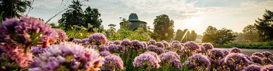 Alliumblüte im egapark Erfurt Alliumblüte im egapark Erfurt