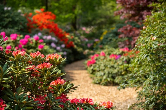 Rhododendronpark Westerstede in Ostfriesland Rhododendronpark Westerstede in Ostfriesland