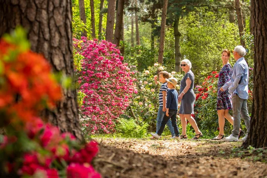 Der Rhododendronpark Hobbie in Westerstede ist Deutschlands größter Rhododendronpark. Der Rhododendronpark Hobbie in Westerstede ist Deutschlands größter Rhododendronpark.