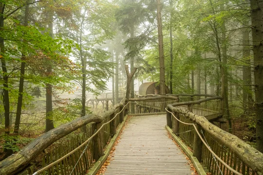 Der Wilde Weg macht den Nationalpark Eifel auch für Rollstuhlfahrer zugänglich Ein Holzbohlenweg führt tief in einen Wald hinein
