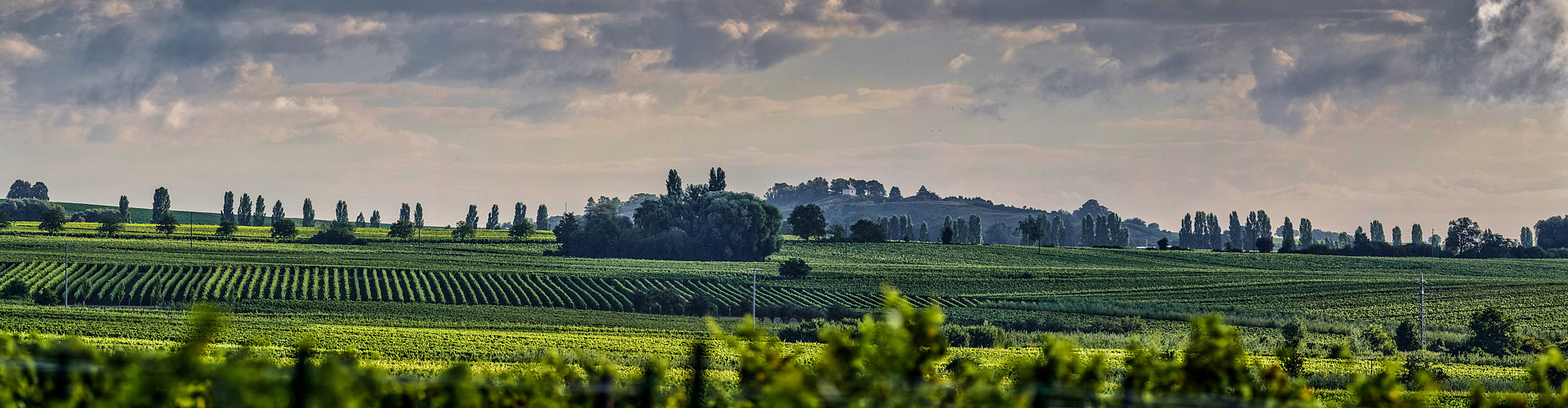 Weinbergspanorama an der Südlichen Weinstraße.