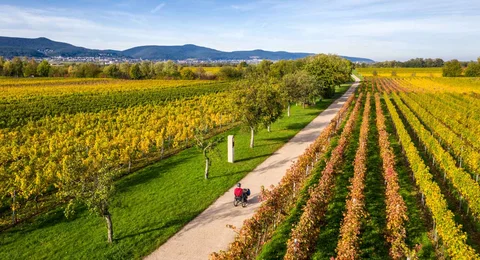 Mit dem Handbike unterwegs auf dem biblischen Weinpfad zu Kirrweiler. Mit dem Handbike unterwegs auf dem biblischen Weinpfad zu Kirrweiler.