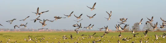 Jährlich locken die Zugvogeltage nach Ostfriesland.