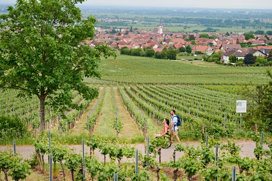 Der barrierefreier Wanderweg Bildstöcke und Flurkreuze führt durch die Weinberge in Maikammer. Der barrierefreier Wanderweg Bildstöcke und Flurkreuze führt durch die Weinberge in Maikammer.