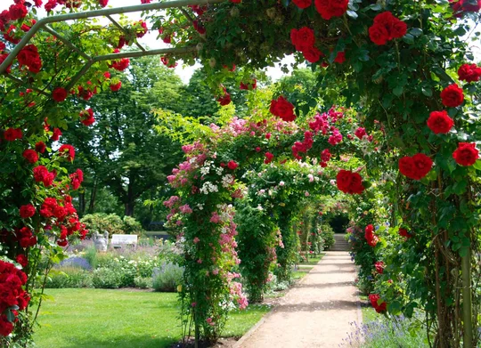 Im Ostdeutschen Rosengarten Forst im Lausitzer Seenland ist der Duft der Rosen allgegenwärtig. Im Ostdeutschen Rosengarten Forst im Lausitzer Seenland ist der Duft der Rosen allgegenwärtig.