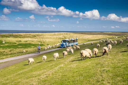 Mit dem Watt'n Express geht es zwischen Salzwiesen und Schafen am UNESCO Weltnaturerbe Wattenmeer entlang Mit dem Watt'n Express geht es zwischen Salzwiesen und Schafen am UNESCO Weltnaturerbe Wattenmeer entlang