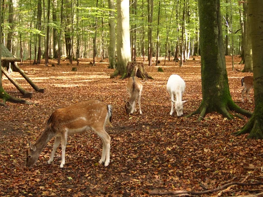 Tierpark Kunsterspring