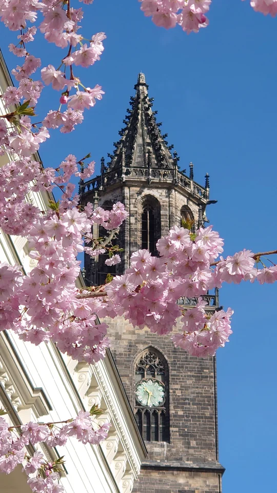 Frühlingserwachen am Magdeburger Dom, Foto: Michael Schimmelpfennig