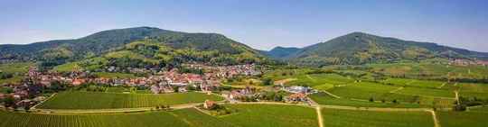 Panorama: Blick auf die Weinberge der Südlichen Weinstraße Panorama: Blick auf die Weinberge der Südlichen Weinstraße