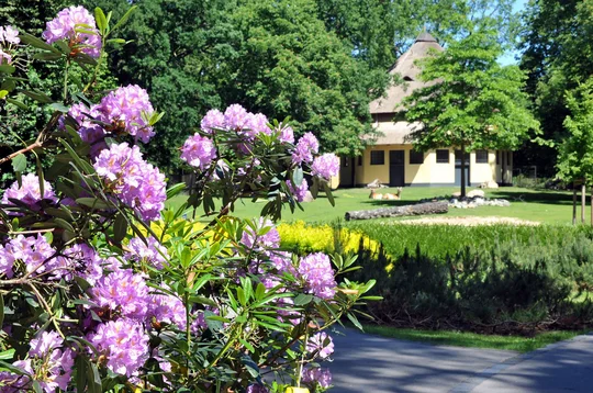 Im Frühjahr besonders prächtig: der Rhododendrenhain vor dem Huftierhaus. Foto: Zoo Rostock, Kloock Pinke Rhododendrenblüte, im Hintergrund das Huftierhaus des Zoos