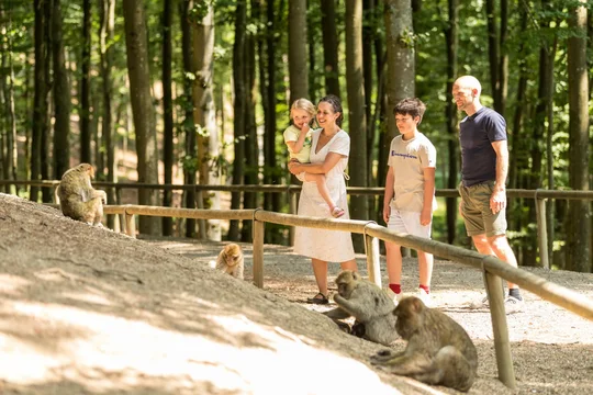Affen beobachten im Wild- und Erlebnispark Daun. Affen beobachten im Wild- und Erlebnispark Daun.