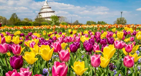 Große Tulpenschau im Elbauenpark Magdeburg Große Tulpenschau im Elbauenpark Magdeburg