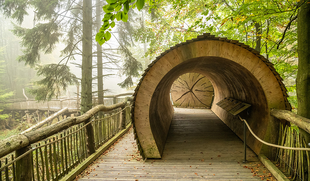 Holzsteg und Baumtunnel des Wilden Weges
