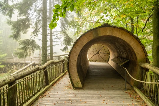 Holzsteg und Baumtunnel des Wilden Weges
