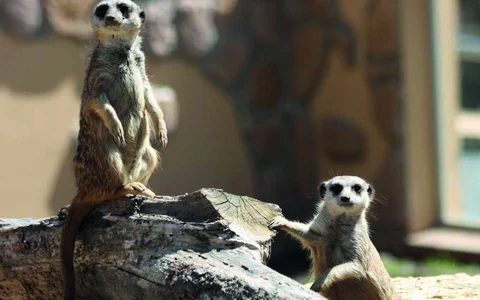 Zwei Erdmännchen im Wild- und Erlebnispark Daun