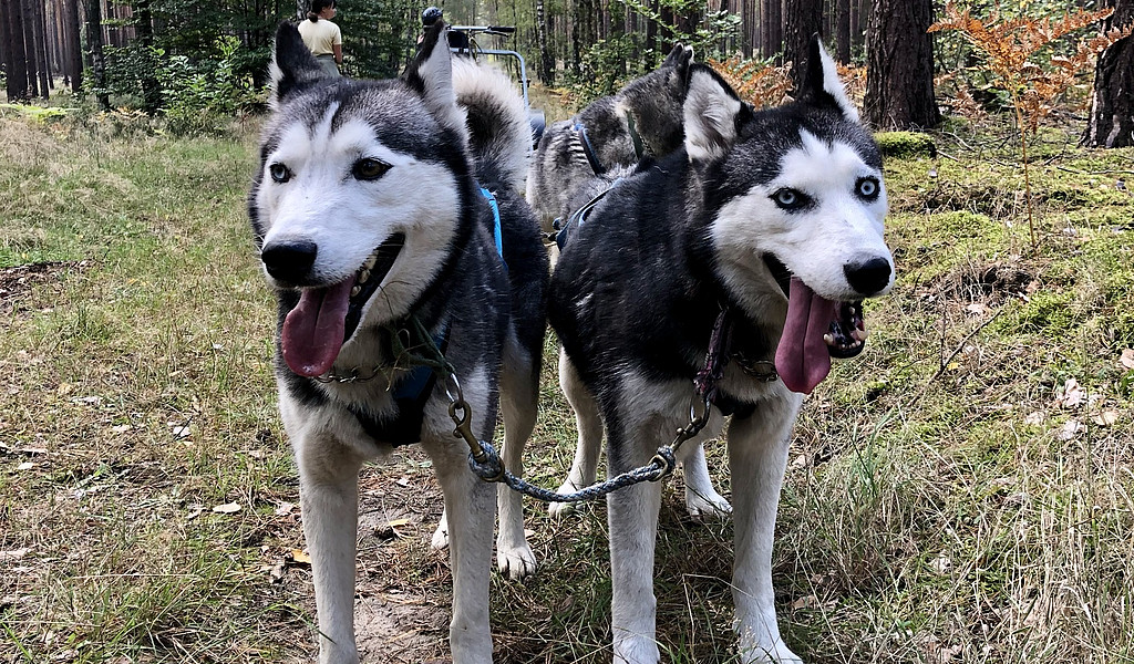 Freizeit mit Huskies