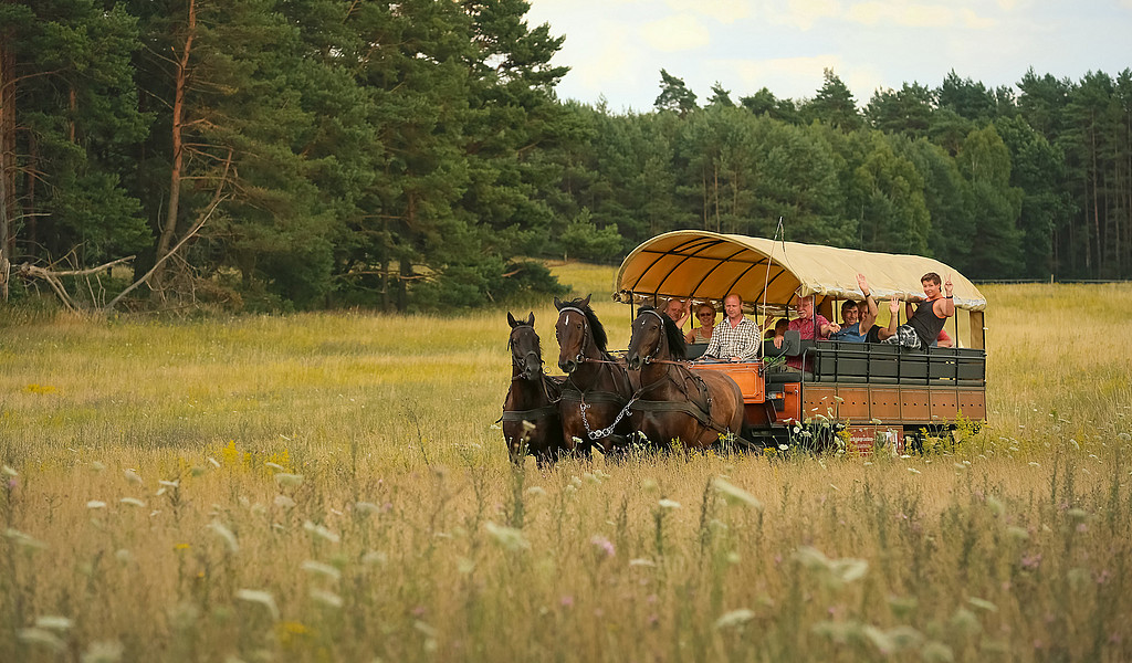 Landschaftsgenuss pur: Bei einer Ausfahrt mit dem Kremser zieht die Natur ganz von allein vorbei, Foto: Zum Rheinsberger Leuchtturm Drei Pferde ziehen einen Kremser durch eine Wald- und Wiesenlandschaft gezogen. Im Kremser sitzen Menschen, die winken und lächeln.