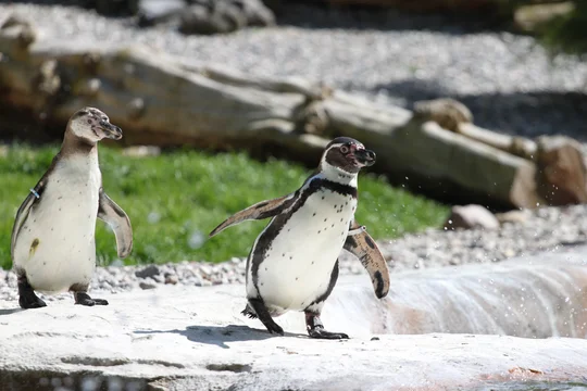 Überlebenskünstler im Frack: Humboldtpinguine, wie im Polarium lebend, können unter Wasser sehen, ihre Beute wittern und ihre Partner an deren Ruf erkennen. Foto: Zoo Rostock, Carina Braun Zwei Pinguine am Wasserbecken